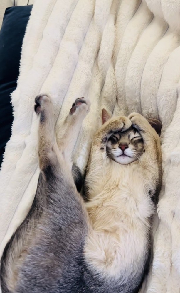 毛布の上で眠るアビシニアン