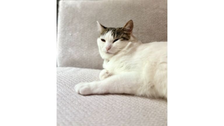 室内にいる猫
