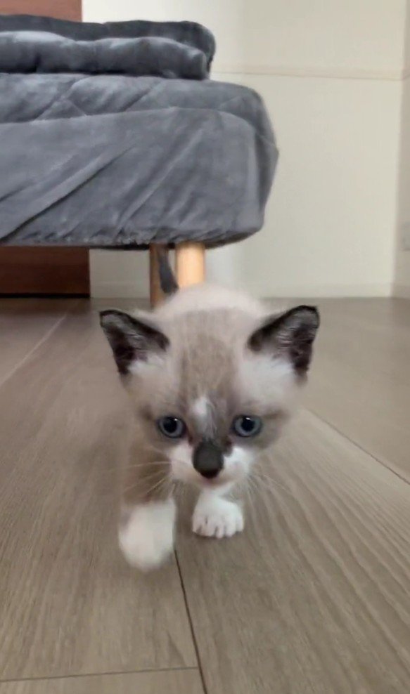 近づいてくるにぼしくん