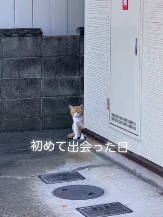 建物の陰からのぞく猫