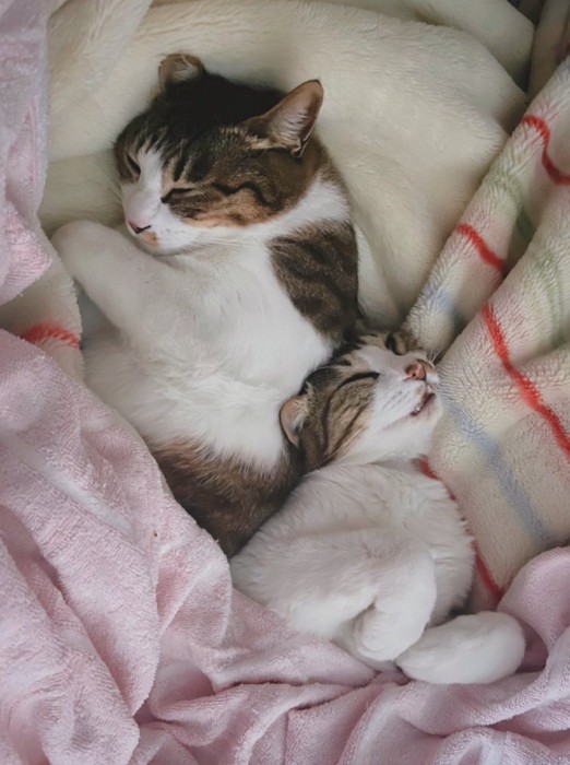 お昼寝する2匹の猫