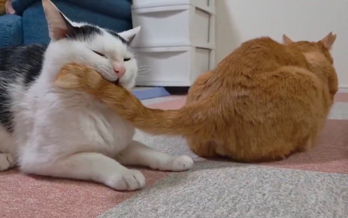 口の中に尻尾が