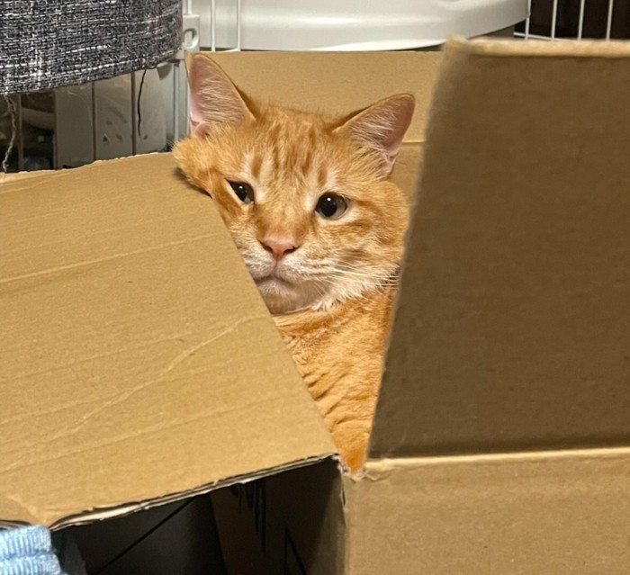 箱の中にいる猫