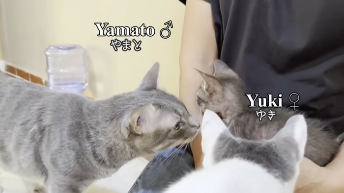 テロップ「やまと ゆき」