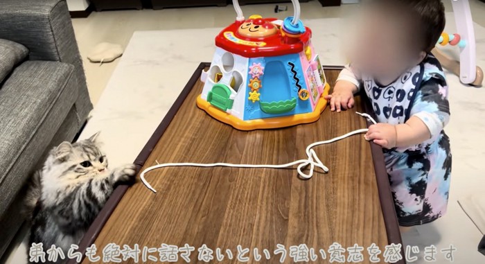 紐に手を伸ばす猫