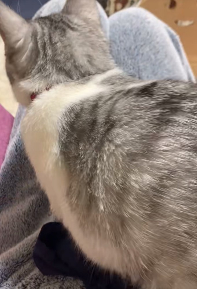 膝の上に乗る猫