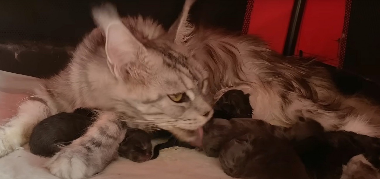 母猫がグルーミング