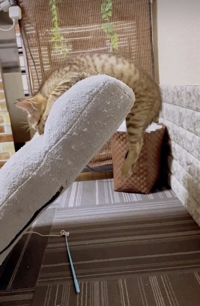 座椅子の背もたれにぶら下がって寝る子猫