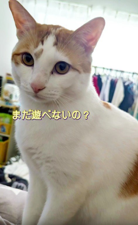 そばに座る猫