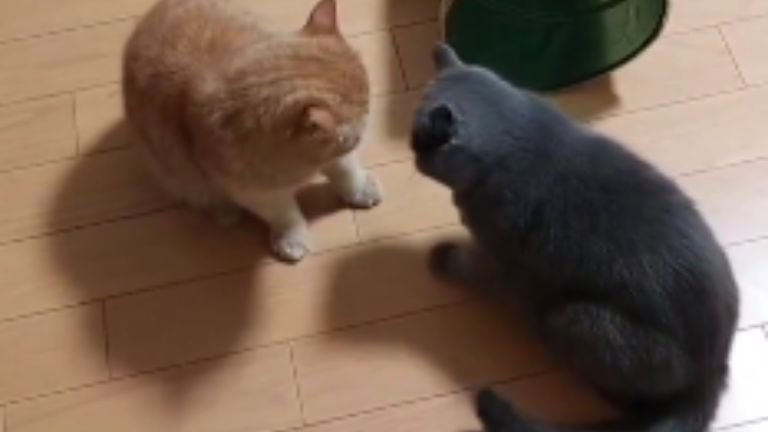 ケンカする猫たち