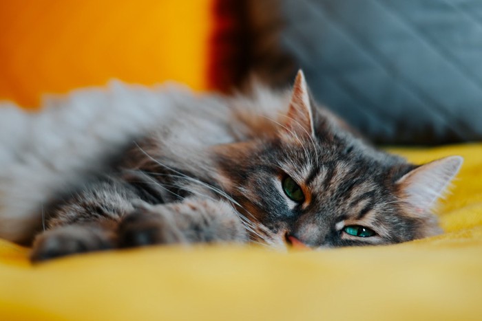 薄目を開けて横になっている猫