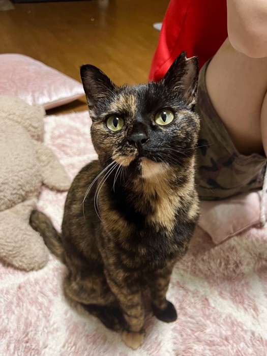 座ってカメラを見上げるサビ猫