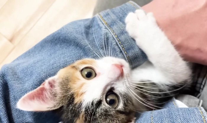 保護主さんの腕に収まる三毛さん