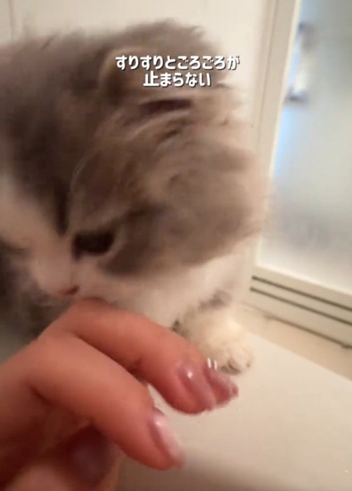 ゴロゴロ鳴く猫