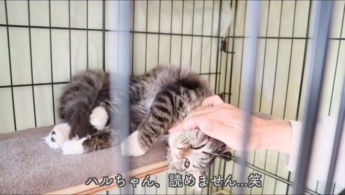 男性に撫でられて寝転がるキジトラ猫