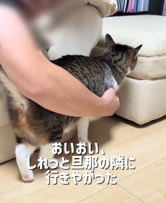 移動する猫