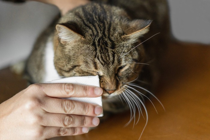 涙を拭きとってもらう猫