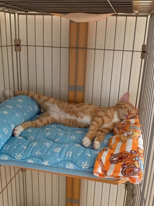 横向きに足を放り出す猫