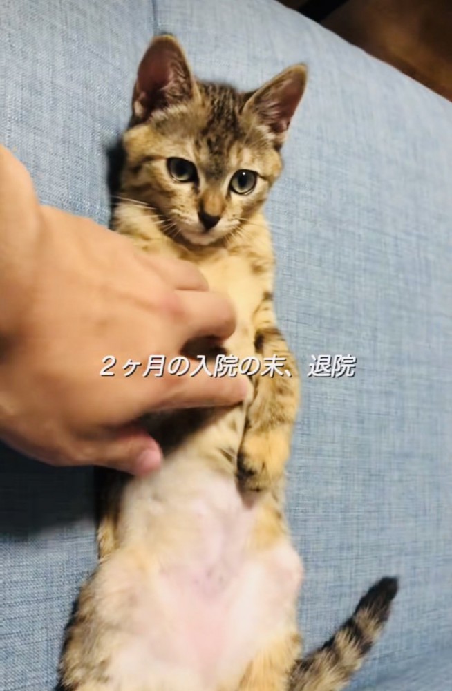 仰向けで胸を撫でられる保護猫