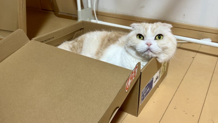 箱に入る猫
