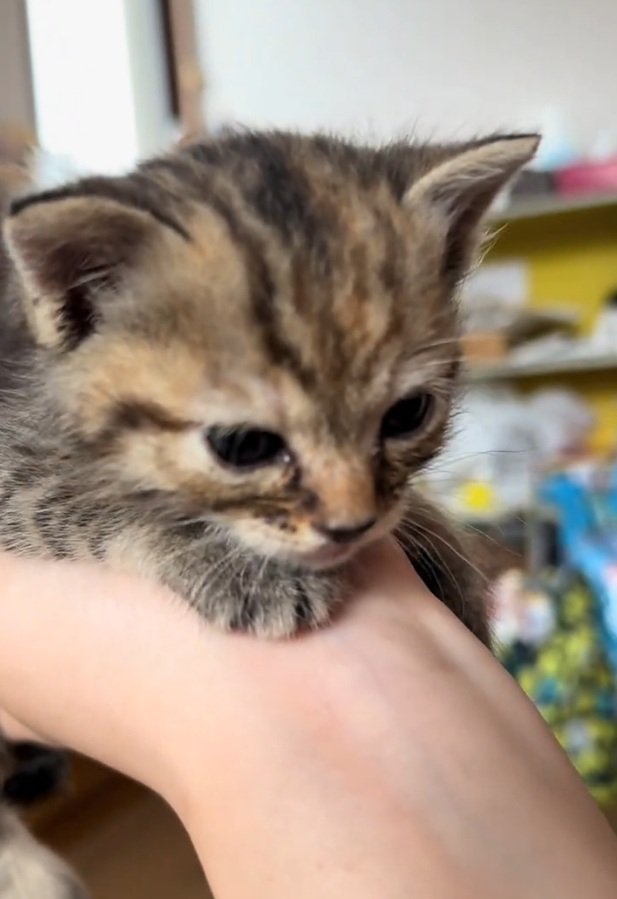 寝落ちしそうなツナちゃん