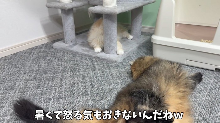 ケンカを辞める猫