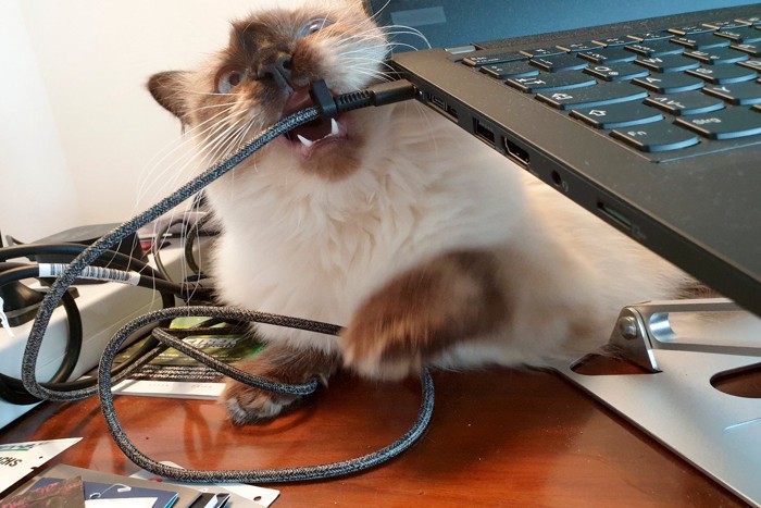 コードを噛む猫