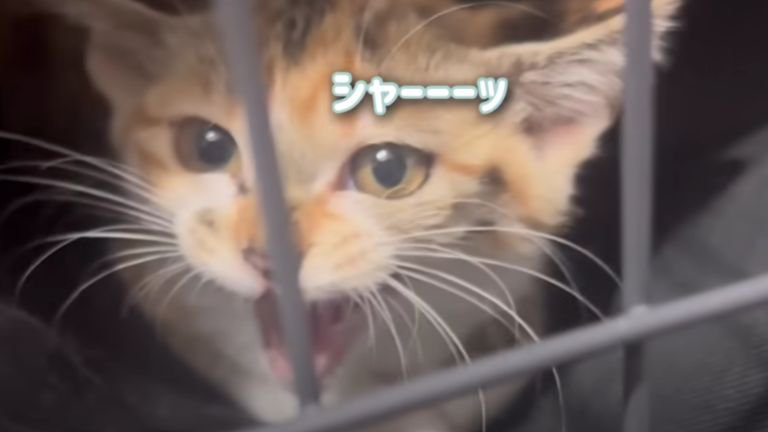 威嚇している子猫