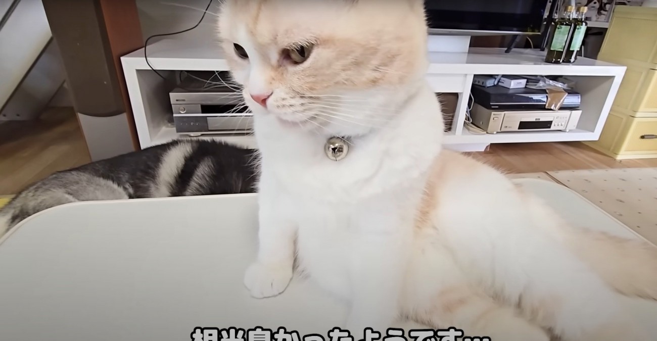フレーメン反応を起こす猫