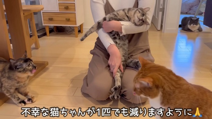 くつろぐ4匹の猫