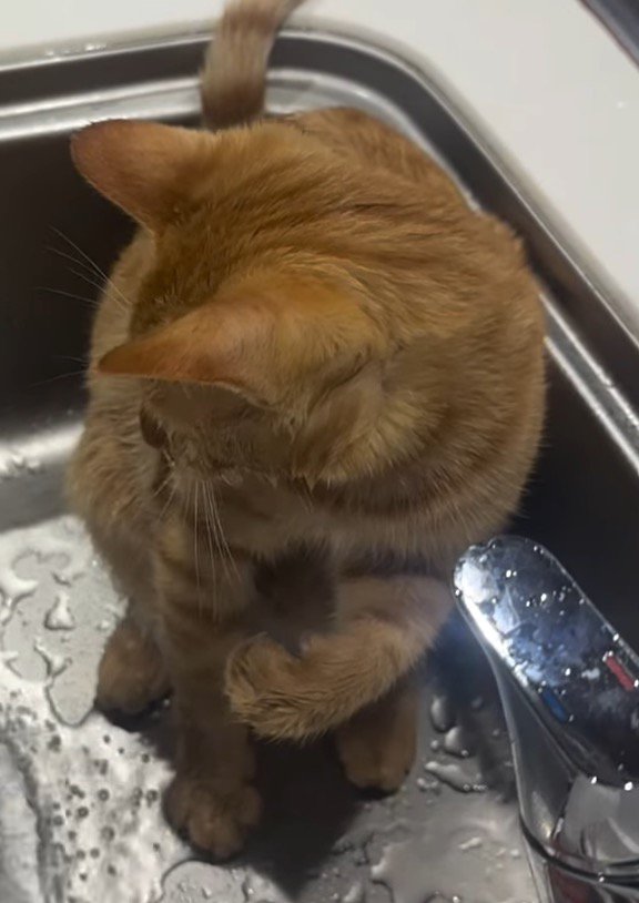 流れる水を見つめる猫