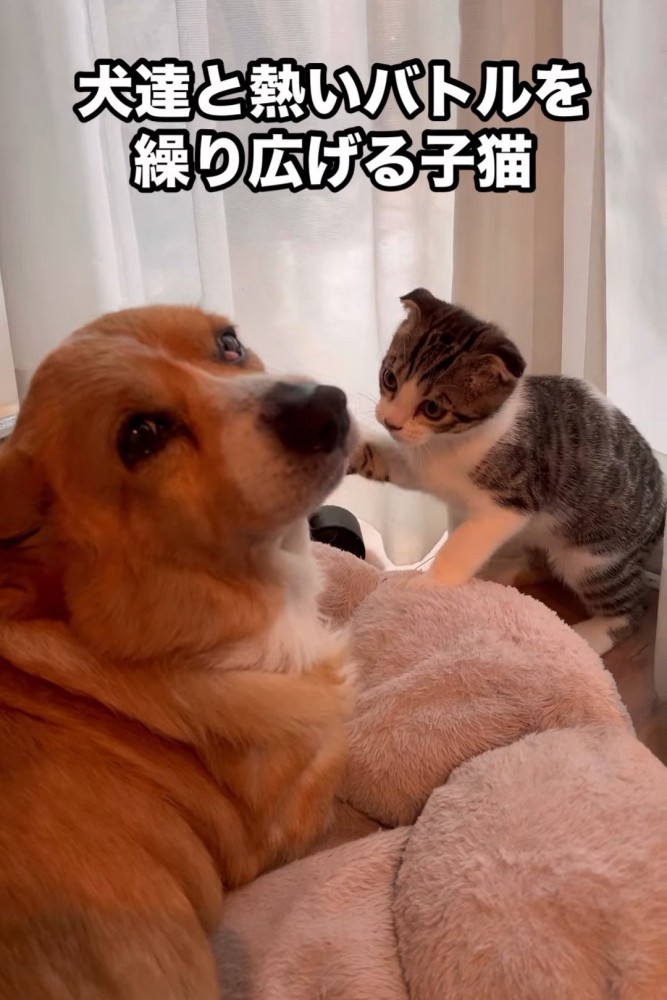 子猫にじゃれられている犬