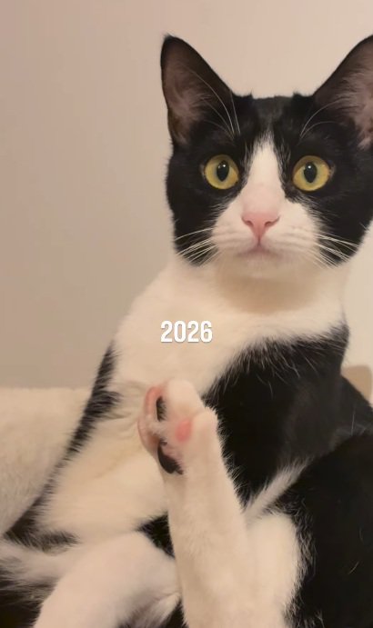 座っているハチワレ猫のドアップ