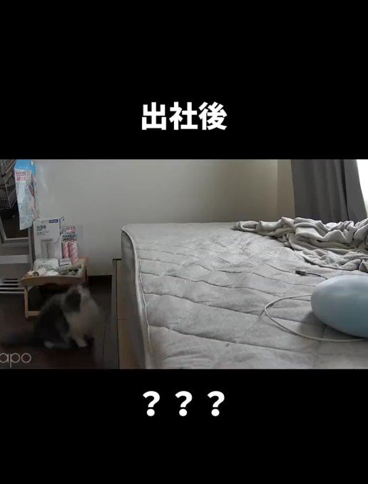 ベッドに飛び乗ろうとしている猫