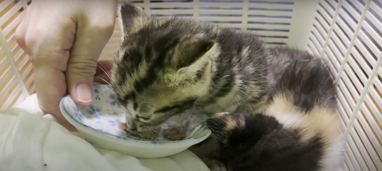 ご飯を食べる子猫と寝ている子猫