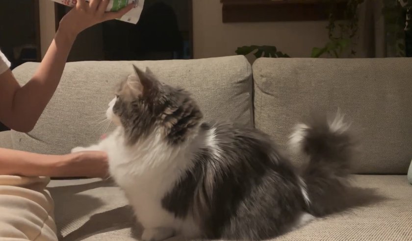 ソファの上でお手をしている長毛猫