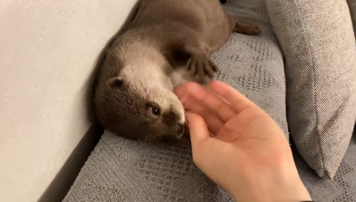 さくらちゃんをなでなで