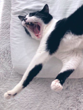 あくびをする猫