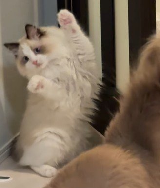 驚きの表情をする猫