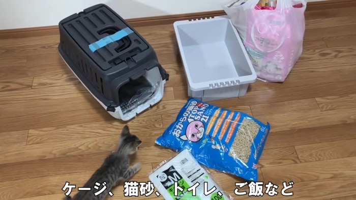 猫用品を見る子猫