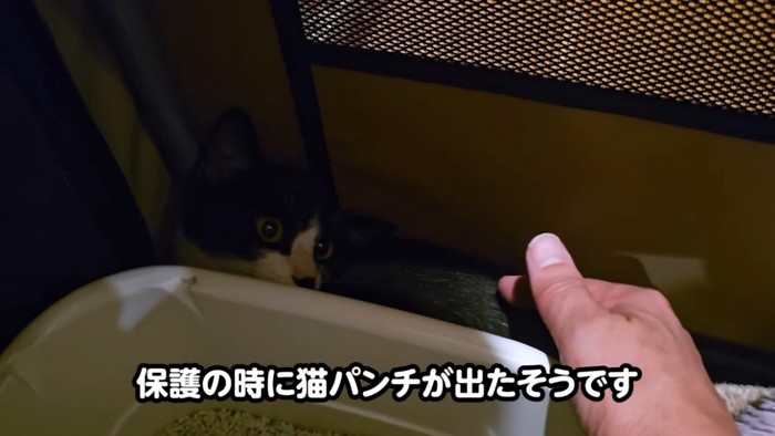 隙間に隠れる子猫