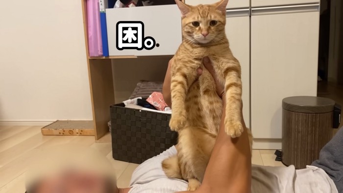 カメラ目線の猫