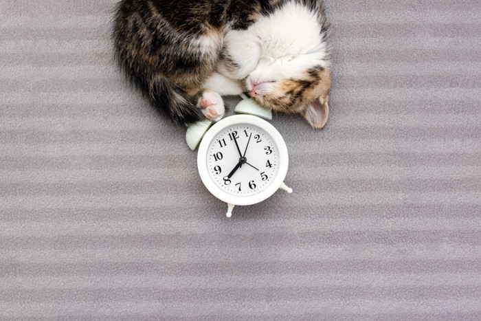 猫と時計