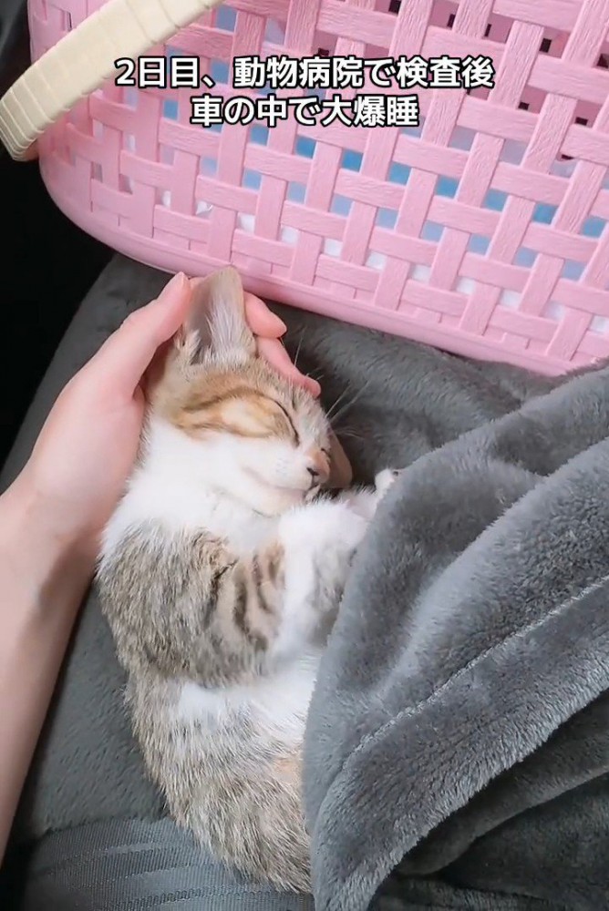 頭をなでられ寝る子猫