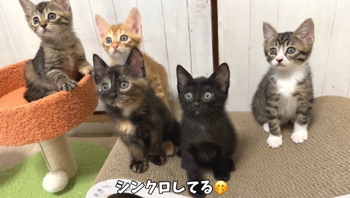 シンクロしてる