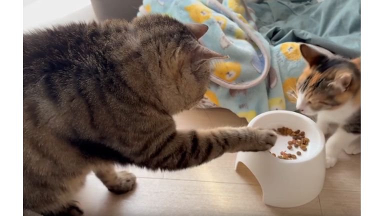 猫たちとごはん皿