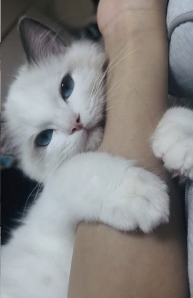 ママさんの腕に抱き付く子猫