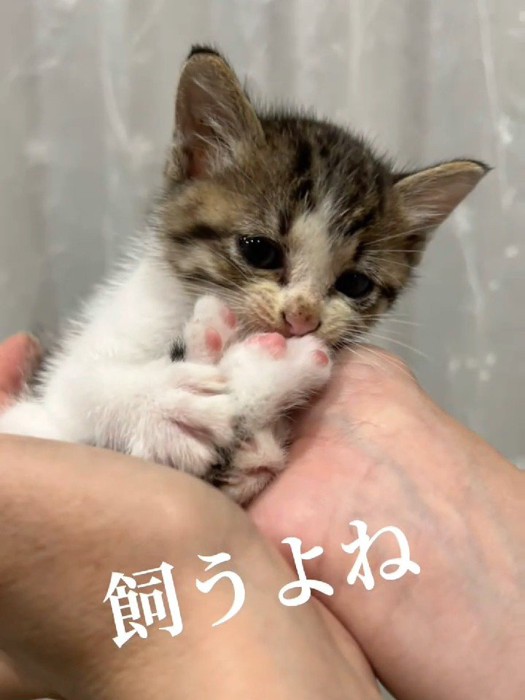 人の手のひらで後ろ足をなめる子猫