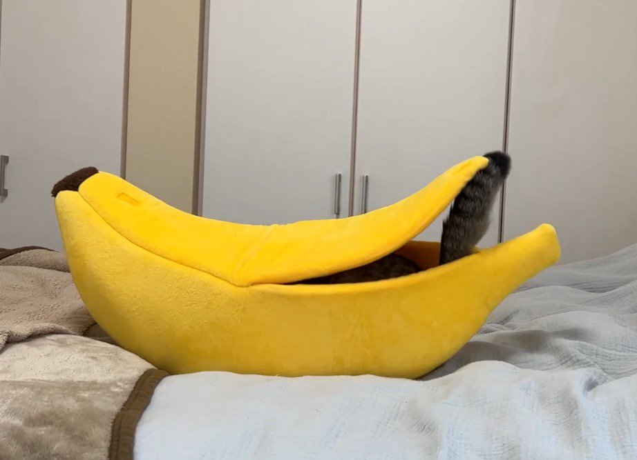 バナナ型ハウスの隙間から見える猫のしっぽ