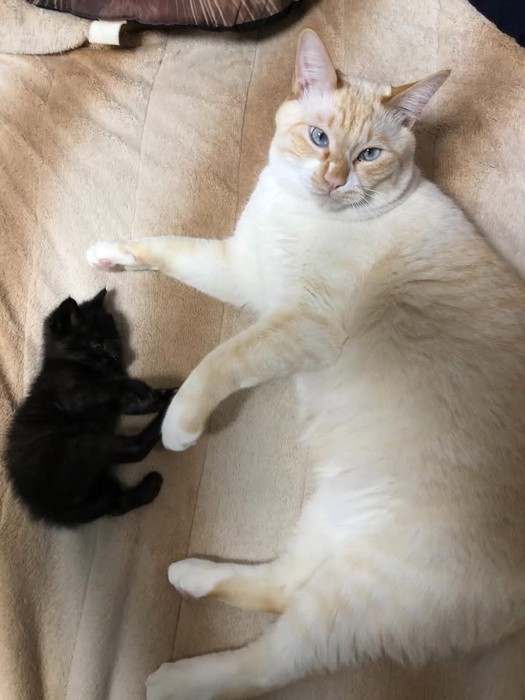 横になる子猫と成猫